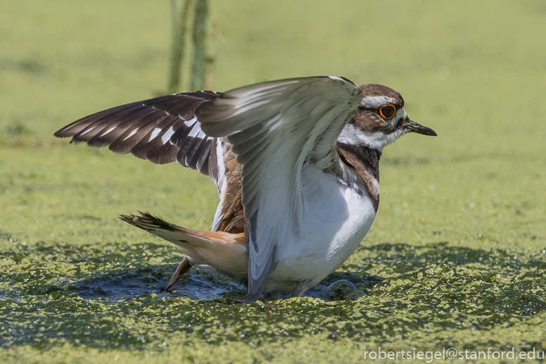 emily renzel wetlands